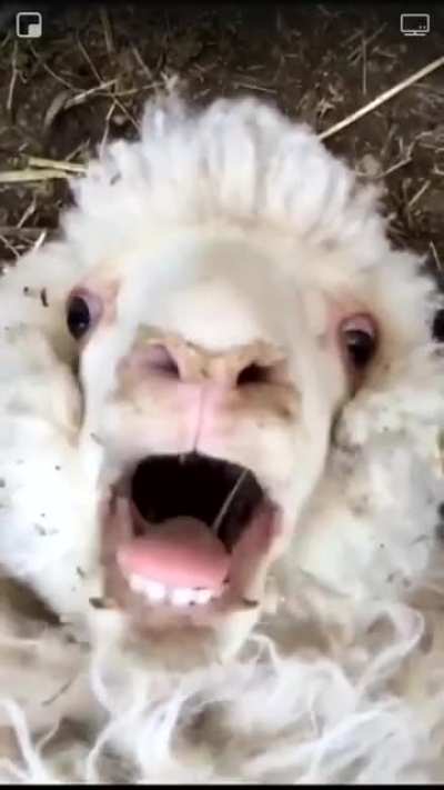 Meh!