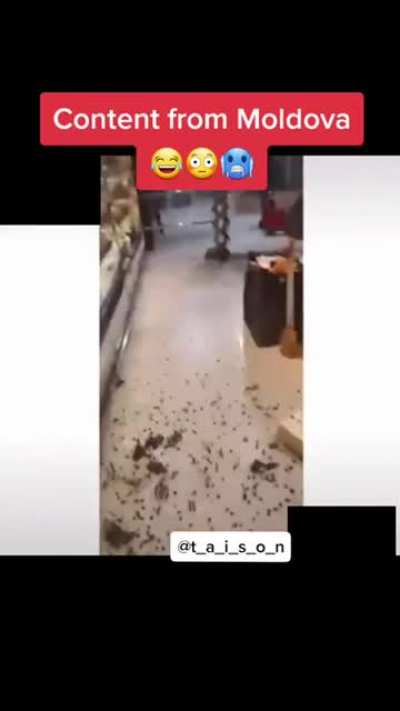 Primi&acirc;ț&icirc; cu Plugaru? Uăi uăiiii...