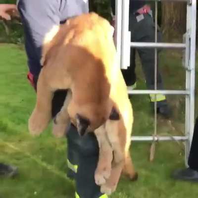 Thought some people might get a kick out of this. We do rescue &ldquo;cats&rdquo; from trees here in Canada. The cougar was fine and set free in the wild.