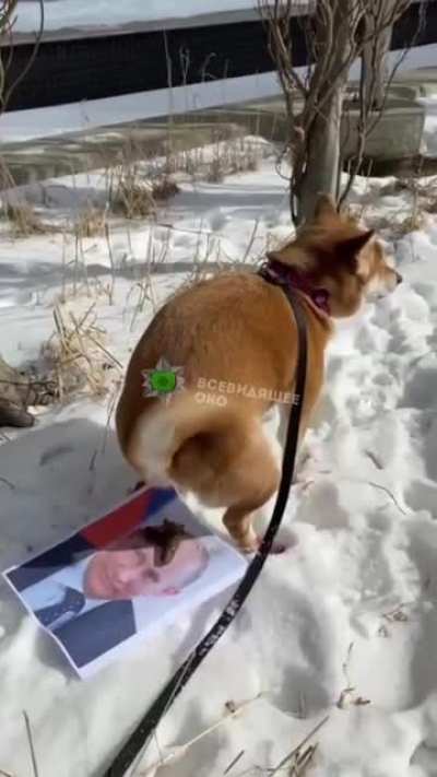 Doggo