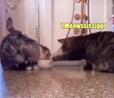 Remember when animal voice overs stopped being funny? Me neither.