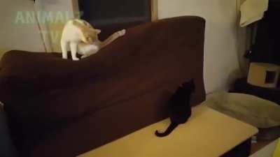 Como fazer um sandu&iacute;che de gato (cr&eacute;dito animais tv)