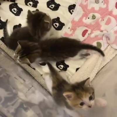 Distinct meows