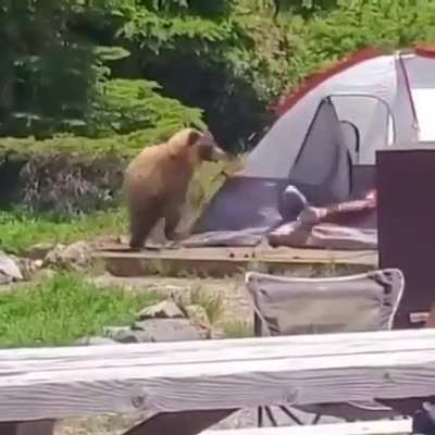 Bear scares man, man scares bear