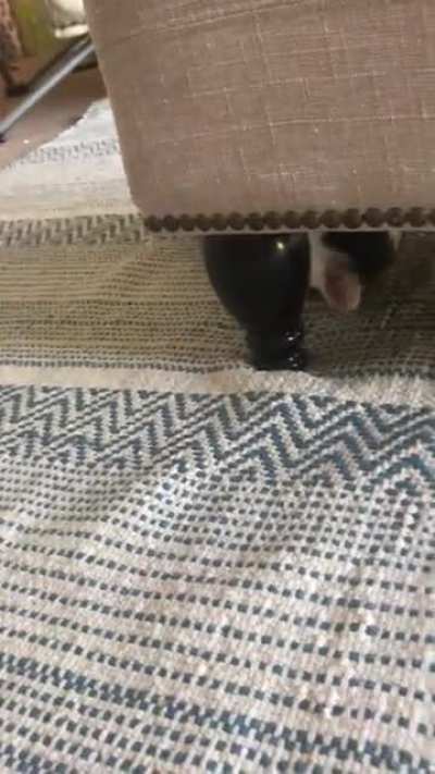 Anyone else&rsquo;s kitten play like this or do I just have a spider-cat?