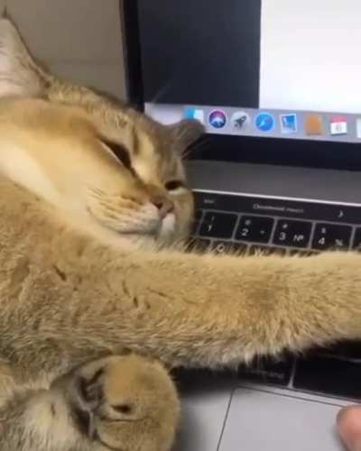 Proof Reader and Editor.