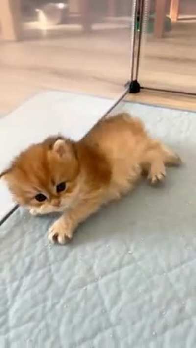 Baby crab