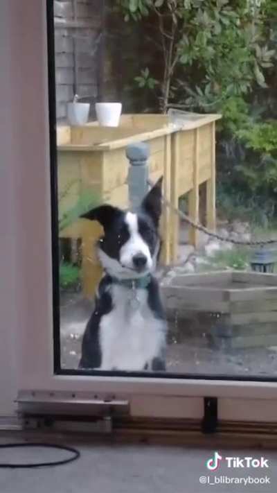 When your want clean windows but your dog has other ideas