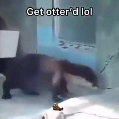 Get dunked