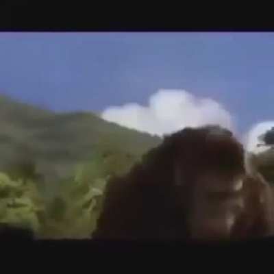 Sneak peek of the ending to Godzilla vs Kong Kong