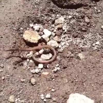 Do The Worm