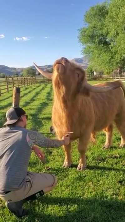 I&rsquo;d brush the floof outta him
