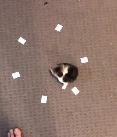 This is my kitten&hellip; We made him choose his own damn name&hellip;