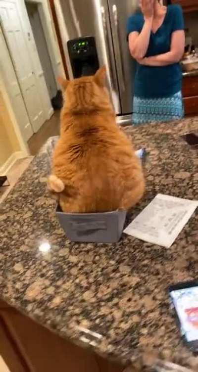 Poor Cheeto doesn&rsquo;t fit, but he gets points for determination!