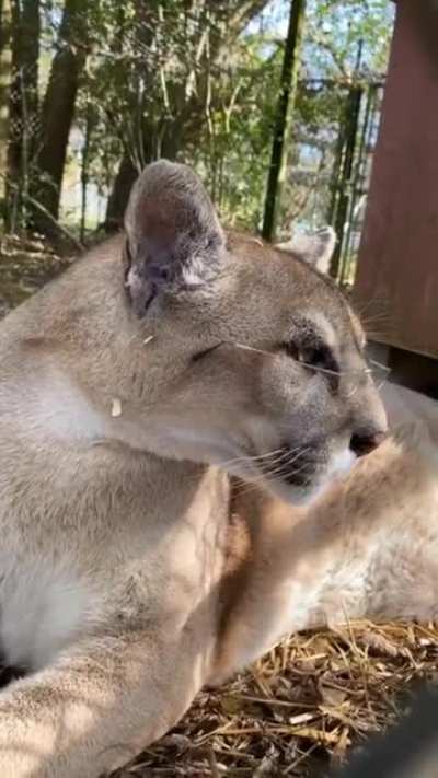 Кот учёный