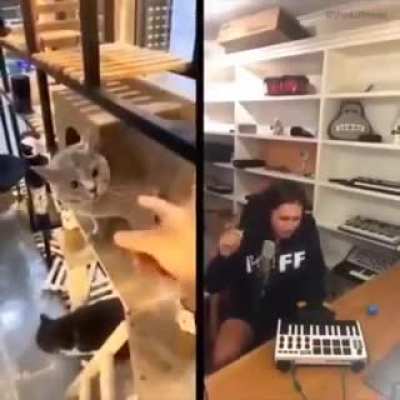 🐈🎶🐈🎶🐈🎶🎹🎶🎼