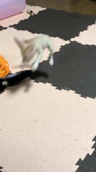 Toy fish
