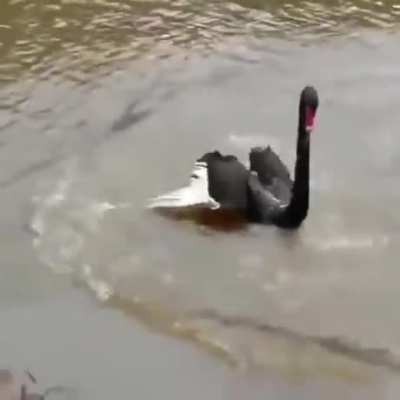 being chased by a goose