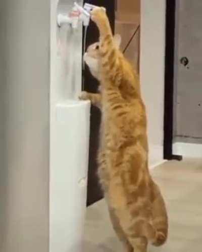 O gato t&aacute; mais esperto que eu;-;