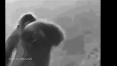 Monke do be vibing