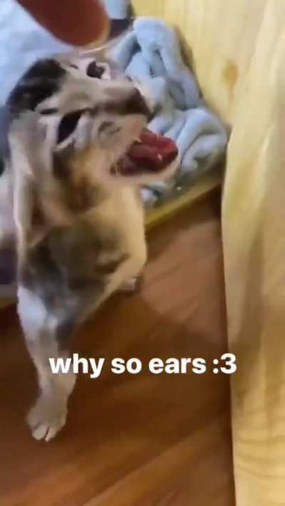 Ears_Wunk?