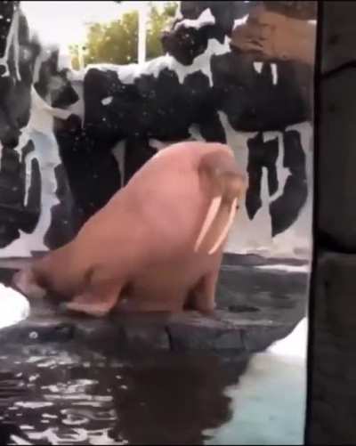 Absolute unit of a walrus