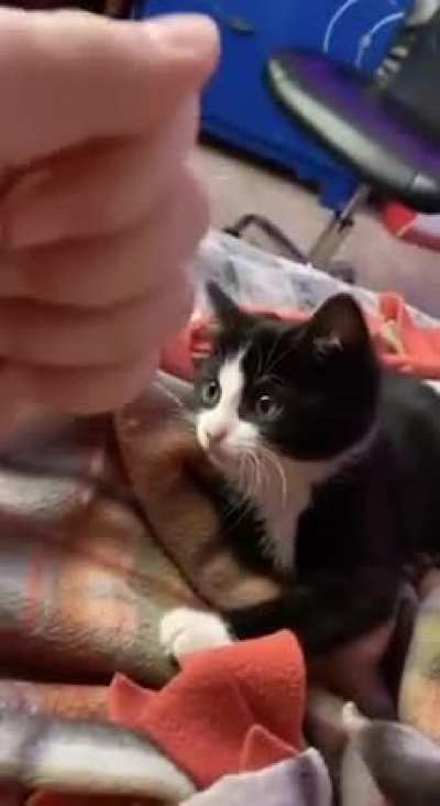 cAt FuCkiNg KiLLs oWnEr WiThOuT hEsiTaTiOn