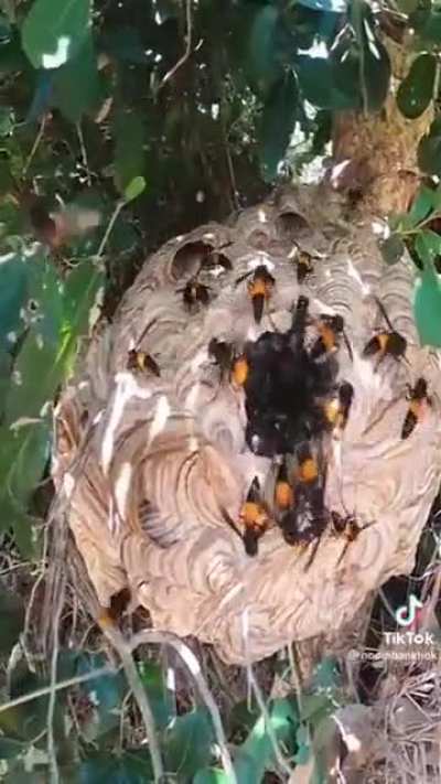 Fingering a nest