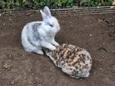 Training to Murder
