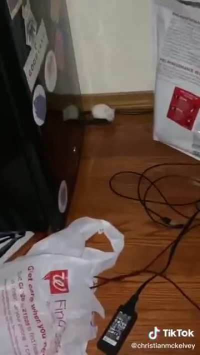 when there's a hamster in your dorm... but you don't own a hamster