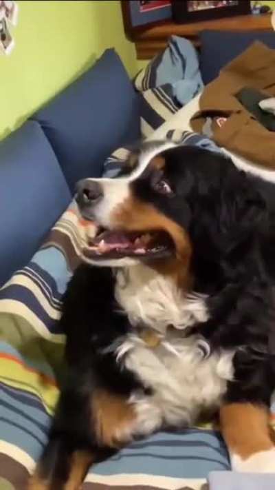 Dog and deer adorably make eye contact with each other