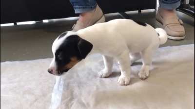 Puppy isn&rsquo;t feeling well