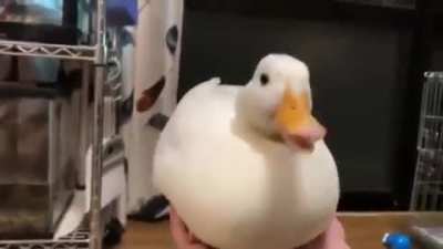 Top 10 patos
