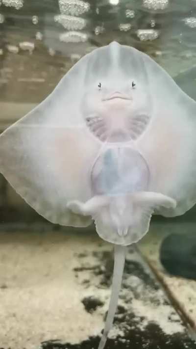 🔥 Thornback ray (also known as Raja clavata) 🔥