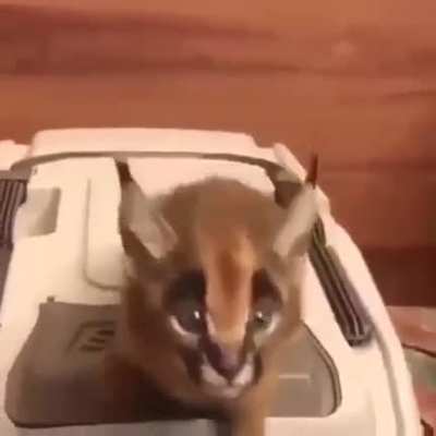 Carambolas, oblitereijkkkkkkkkkkkkkkk
