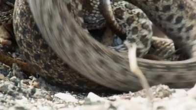 Praise the camera man for not running away screaming fuck the Snake Island