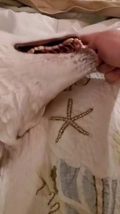 Boop_Irl