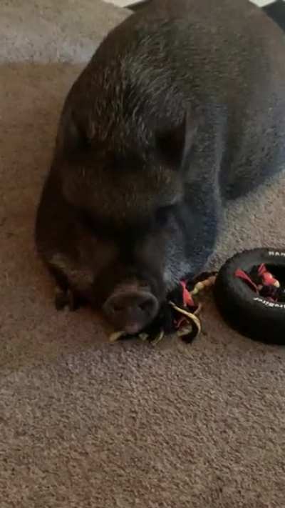 Does anyone elses pig do this? Hazel has been doing this for months and I don&rsquo;t understand why.