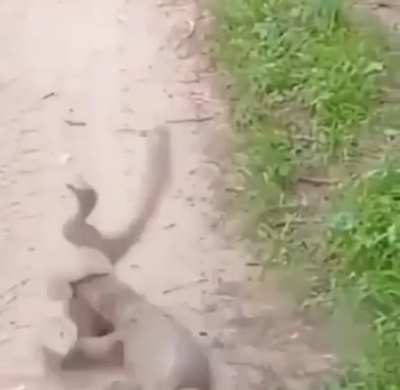 Body slam