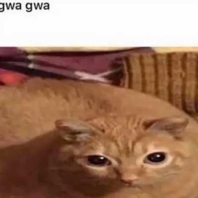 gwa gwa