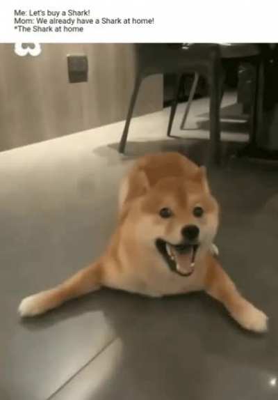 Doggo goes brrrrrr
