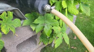 Little spider in our garden always runs out for his morning shower when I turn on the hose