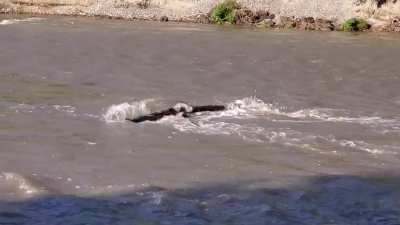 The way this log gets stuck floating down Salmon River. Salmon Arm, BC.