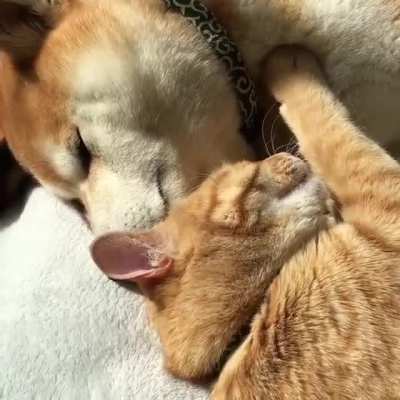 These two brothers are as like as two peas