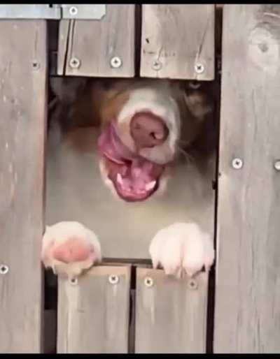 There are two types of dogs