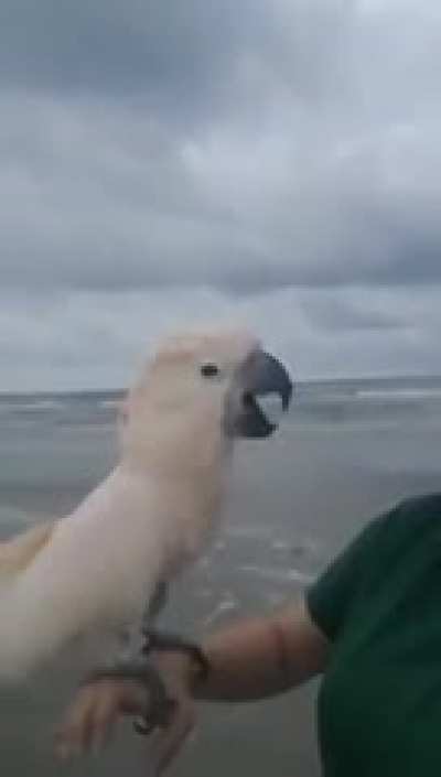 Cockatoo is fuckin STOKED to be at the beach