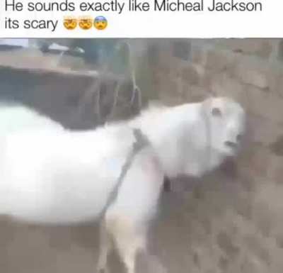 hee hee