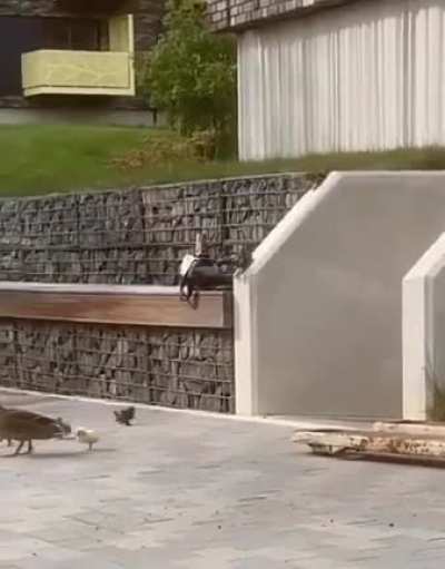 Sliding Ducklings