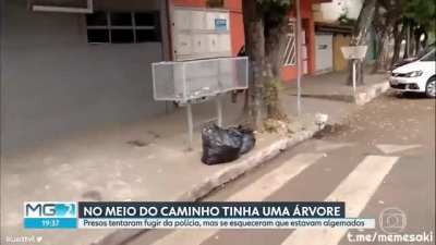 No meio do caminho tinha uma &aacute;rvore!