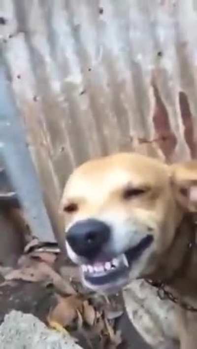 Perro fumao